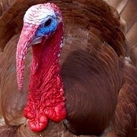 Red Bourbon Turkey - Minimum 25 Lbs.