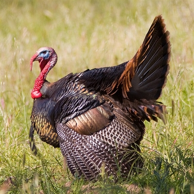 Make Thanksgiving Dinner extra special this year and serve your guests a flavor not tasted since the early days of America! One taste and you will never go back to a farm-raised bird again. Rio Grande Wild Turkey meat is flavorful, firm, moist and dark.