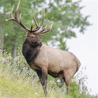 Elk Ground Meat for Dogs - 10 Lbs.