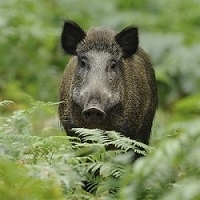 Wild Boar Canadian Style Bacon from Feral Swine - 12 oz.