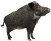 Exotic Meat Market offers USDA inspected fresh and frozen Wild Boar Roaster. Our Wild Boars are captured from the Hilly Ranch, outside of San Antonio, Texas. Being wild they are entirely free-range, with no added hormones, steroids, or antibiotics.