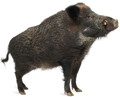 Exotic Meat Market offers USDA inspected fresh and frozen Wild Boar Roaster. Our Wild Boars are captured from the Hilly Ranch, outside of San Antonio, Texas. Being wild they are entirely free-range, with no added hormones, steroids, or antibiotics.