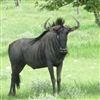 Exotic Meat Market Offers Wildebeest Meat from Wildebeest born free in the USA. Our Ranchers in the USA raise Wildebeest for Trophy Hunting. Surplus Wildebeests are harvested and processed for human consumption.