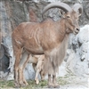 Halal Wild Goat 6 WAY CUT - Under 26 Lbs.