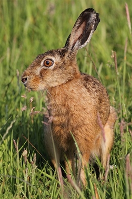 Wild hares can consume up to three times more grass than sheep. Combined with wild herbs and leaves, these wild animals have a subtle gaminess and references to â€˜tastes like chickenâ€™ should be largely ignored.