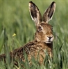 Wild Hare from Scotland - One Dressed Hare 5 Lbs to 6 Lbs.