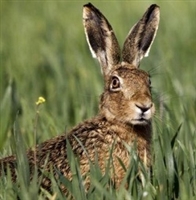 Wild Hare from Scotland - One Dressed Hare 5 Lbs to 6 Lbs.