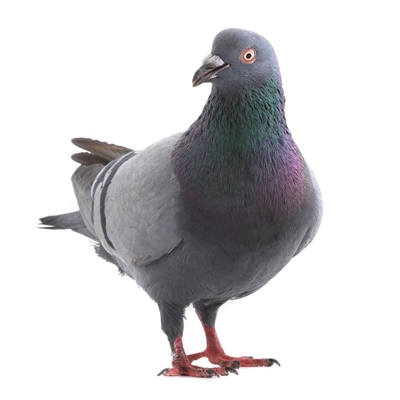 Wild Pigeon Meat is a great source of satisfying protein, which helps your body repair cells and make new ones. One breast per person is enough for a starter, and two make a reasonable main course. Yes, our Wild Pigeons are BIG.