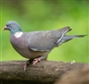 Wild Wood Pigeons are extremely tasty with rich, dark flavorsome meat. The dressed weight is approx. 250g and they come plucked and ready to cook. Our Scottish Wood Pigeons come from selected Scottish estates. Oven ready. Individually wrapped.