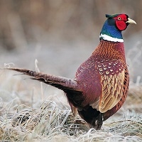 Wild Pheasant from Scotland has complex and complicated rich flavors that challenge my cooking skills. Wild Scottish pheasant acquires a flavor that flightless domestic birds confined in pens can never acquire.