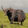 Yak Heart is rich in folate, iron, zinc, and selenium. It is also a great source of vitamins B2, B6, and B12, all three of which are in a group known as B-complex vitamins. Heart meat is also a great source of coenzyme Q10 (CoQ10).