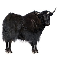 Exotic Meat Market offers 100% grass fed Yak Hot dogs from Yaks born, raised, harvested and processed in the USA. No Antibiotics. No Hormones. Yak meat is as lean as venison or bison and, to some, tastes juicier, sweeter and more delicate than beef.