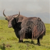 Yak Tongue is a delicacy. Tongue meat is rich in calories and fatty acids, as well as zinc, iron, choline, and vitamin B12. This meat is considered especially beneficial for those recovering from illness or for women who are pregnant.