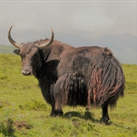 Yak Tongue is a delicacy. Tongue meat is rich in calories and fatty acids, as well as zinc, iron, choline, and vitamin B12. This meat is considered especially beneficial for those recovering from illness or for women who are pregnant.