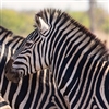 Zebra Burgers are made from American Zebras born, raised, and harvested in the United States of America. Like many high-protein types of meat, zebra is packed with zinc and omega 3 fatty acids that contribute to muscle repair.