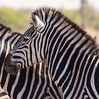 Exotic Meat Market offers Zebra Roasts from American Zebras born, raised, and harvested in the United States of America.