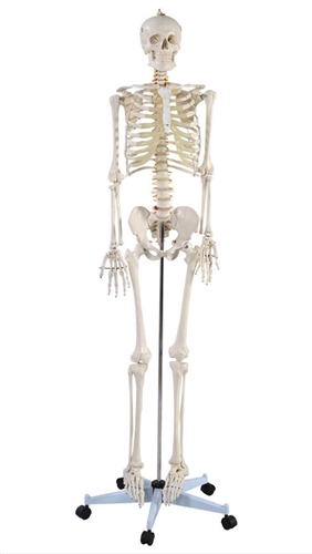 Life Size Anatomical Human Skeleton Mannequin Model
