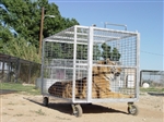 Exotic Animal Transport Cage ~ Order Online Today! ~ Free Shipping! *