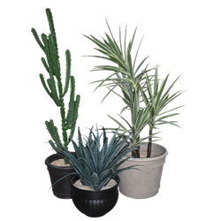 Cactus Trio
