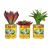 El Pato Succulent Trio - Large