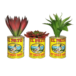 El Pato Succulent Trio - Large