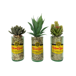 Topo Chico Succulent Trio (Set of 3)