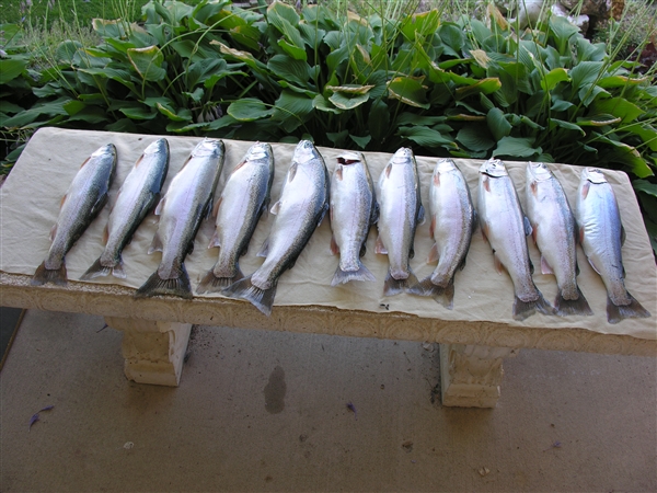 SEBAGO TROLLING RIG - Al's Goldfish Lure Co. - Product Review by Capta –  Great Lakes Angler