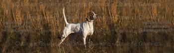Pure Pointer Dog Rear Window Graphic