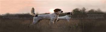 Sunrise Setter Dog Rear Window Graphic