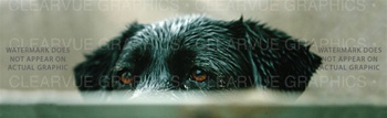 Soulful Eyes Dog Rear Window Graphic