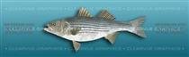 Striped Bass Light Blue Fishing Rear Window Graphic