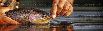 The Prize Fishing Rear Window Graphic