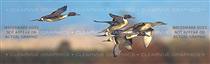 Northern Pintail Hunting Rear Window Graphic
