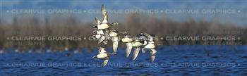 American Wigeon Hunting Rear Window Graphic