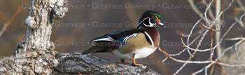 Wood Duck Hunting Rear Window Graphic