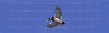 Mallard Flight Hunting Rear Window Graphic