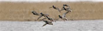 Mallard Magic Hunting Rear Window Graphic