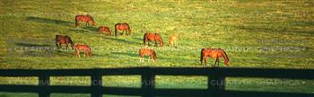 Grazing Horses Rear Window Graphic