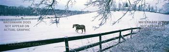 Winter Graze Horse Rear Window Graphic