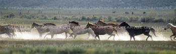 Wild & Free Horse Rear Window Graphic