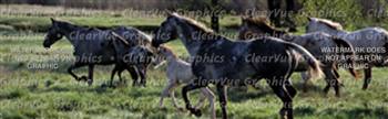 Wild Horses Rear Window Graphic