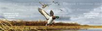 Mallard Flock Birds & Ducks Rear Window Graphic