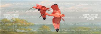 Flamingos Birds & Ducks Rear Window Graphic