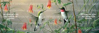 Hummin Bird Columbine Birds & Ducks Rear Window Graphic