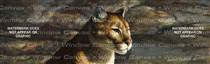 Cougar Portrait Feline Rear Window Graphic