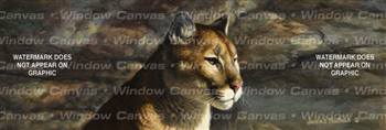Cougar Portrait Feline Rear Window Graphic