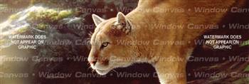 Focus I Feline Rear Window Graphic