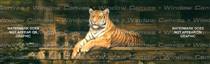 Rajastan Tiger Feline Rear Window Graphic