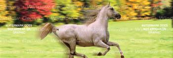 Running Free Horse Rear Window Graphic