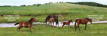 Wild Gallop Horse Rear Window Graphic